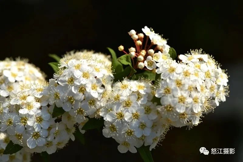 怒江游玩新去處，大密扣花開漫山野